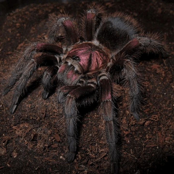 Phormictopus atrichomatus 1/2fh - su ordinazione