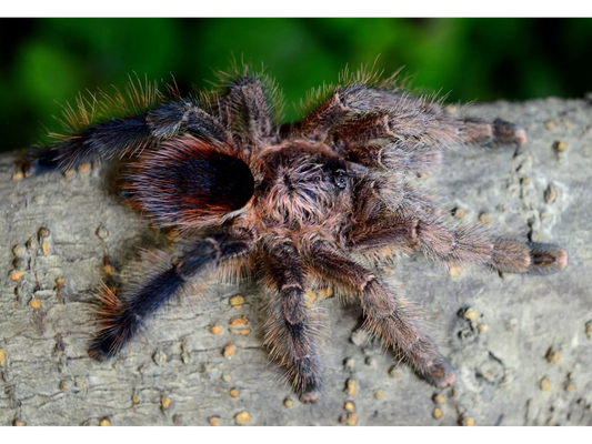 Avicularia marienae 1fh - su ordinazione