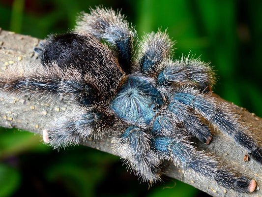Avicularia metallica “white hairs” 1fh - su ordinazione