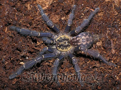 Heterothele gabonensis sub/adulta (♀️99%)
