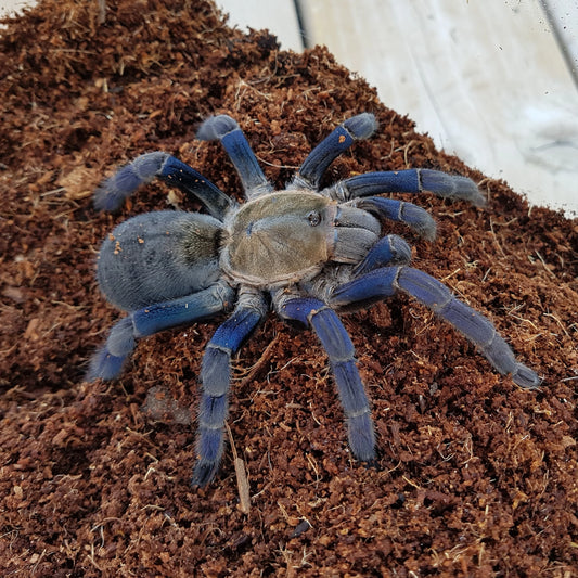 Cyriopagopus lividus 1/2fh - su ordinazione