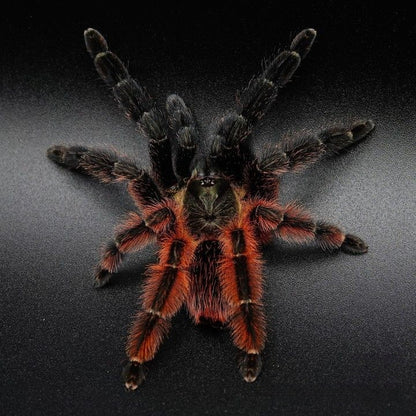 Psalmopoeus victorii 1fh (RARITÁ) - su ordinazione
