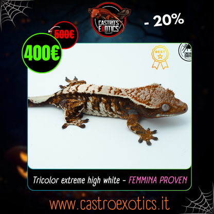 Tricolor extreme high white - FEMMINA PROVEN