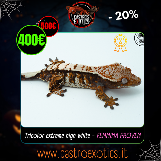 Tricolor extreme high white - FEMMINA PROVEN