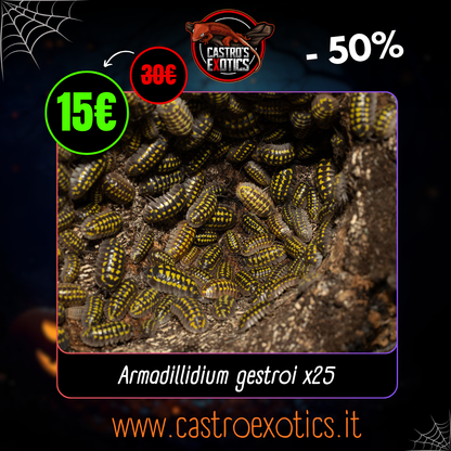 Armadillidium gestroi (25 Esemplari)