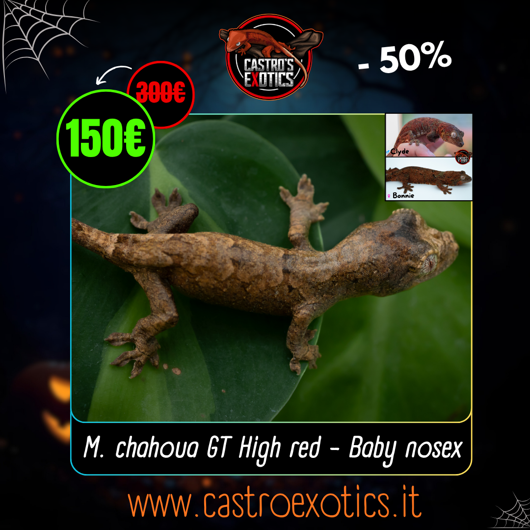 Baby Chahoua GT HIGH RED (BxC03-25)