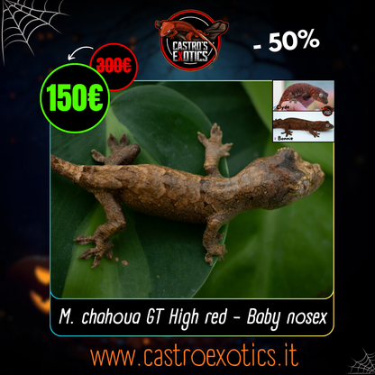 Baby Chahoua GT HIGH RED (BxC03-25)