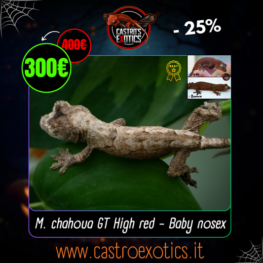 Baby Chahoua GT HIGH RED (BxC04-25) *HOLDBACK QUALITY*