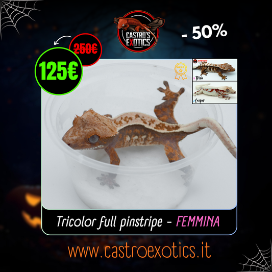 Tricolor full pinstripe (Trixie x Casper) 2024 *HOLDBACK QUALITY*