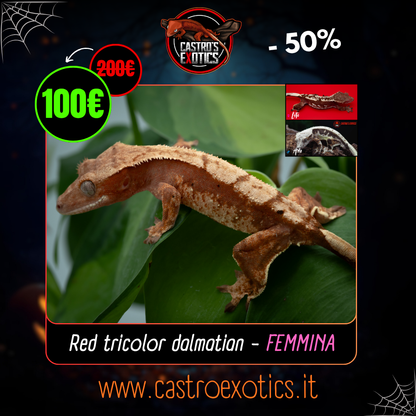 Red tricolor dalmatian (LXA06-24)