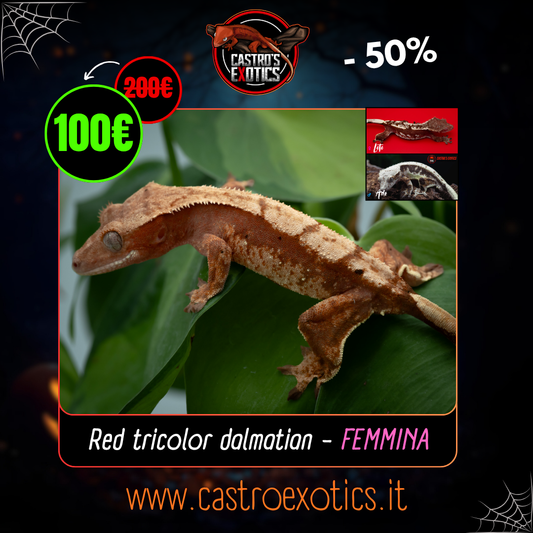 Red tricolor dalmatian (LXA06-24)