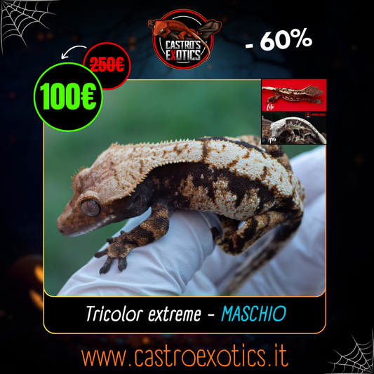 Tricolor maschio (LXA02-24)