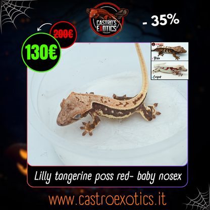 Lilly tangerine poss red (Trixie x Casper) 2025