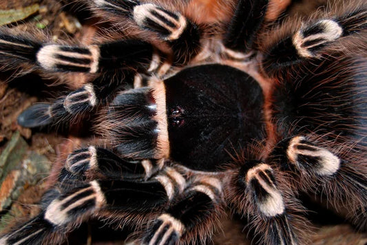 Acanthoscurria geniculata 6/7fh