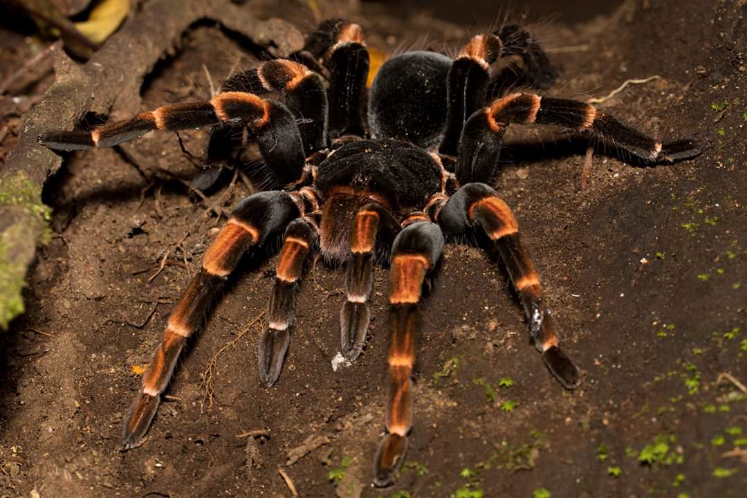 Megaphobema mesomelas 1fh (RARITÁ) - su ordinazione