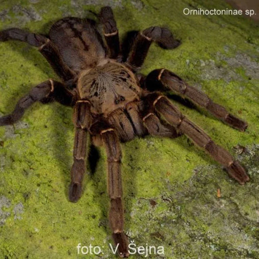 Ornithoctoninae sp. ''Hai-Bia'' 1fh - su ordinazione