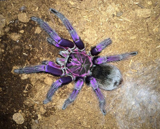 Pamphobeteus sp. ''Platyomma'' 1fh - su ordinazione