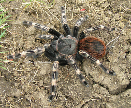 Vitalius chromatus 4/5fh (Ex Nhandu chromatus)