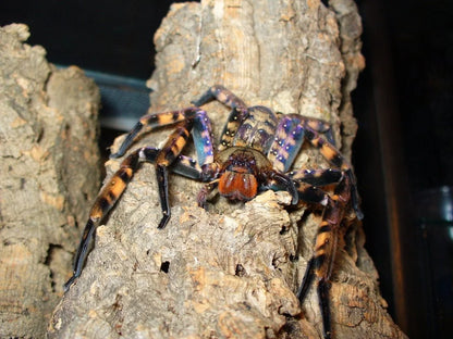 Heteropoda lunula 1/2fh - su ordinazione