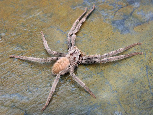 Gnathopalystes kochi 4fh - su ordinazione
