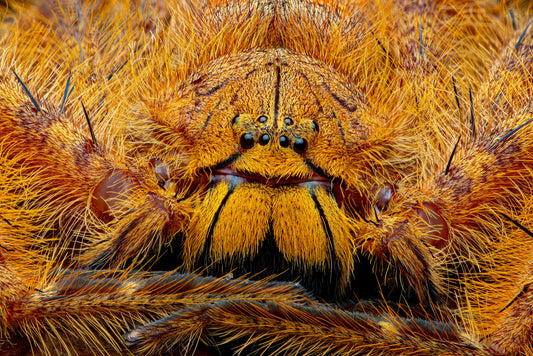 Heteropoda davidbowie 1/2fh - su ordinazione