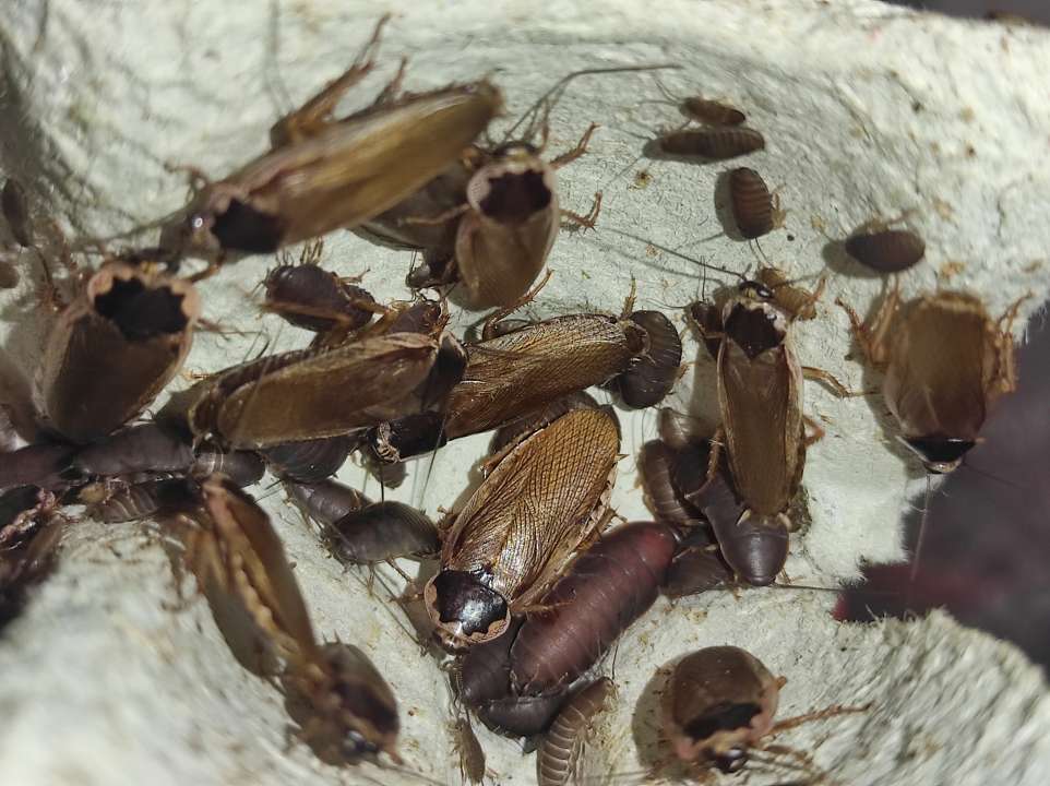 Phoetalia pallida (15 Esemplari taglia mix)