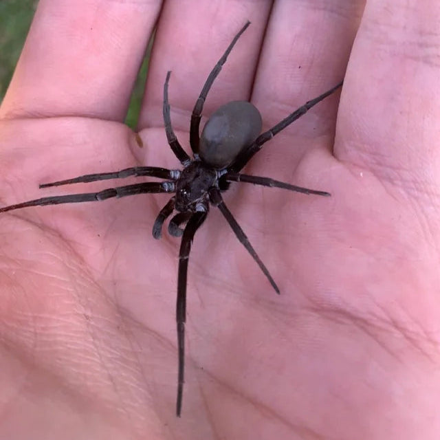 Kukulcania hibernalis 2/3fh