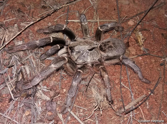 Ceratogyrus darlingi 2/3fh