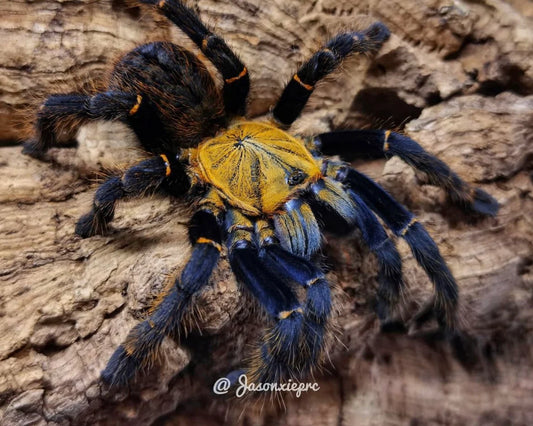 Ornithoctoninae sp. ''Ho Chi Minh''♀️+♂️ coppia giovane (RARITÁ) - su ordinazione