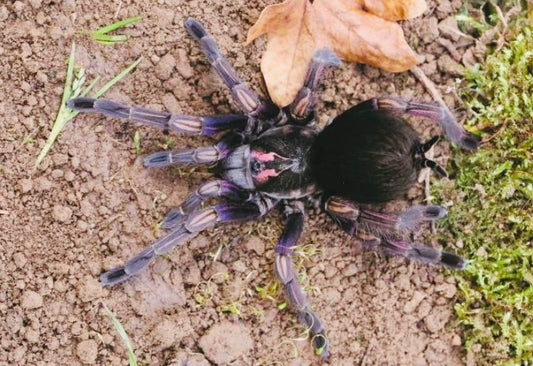 Pamphobeteus ultramarinus ♀️ Femmina giovane (RARISSIMA) - su ordinazione