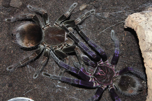 Pamphobeteus sp. ''Manganegra'' 1fh - su ordinazione
