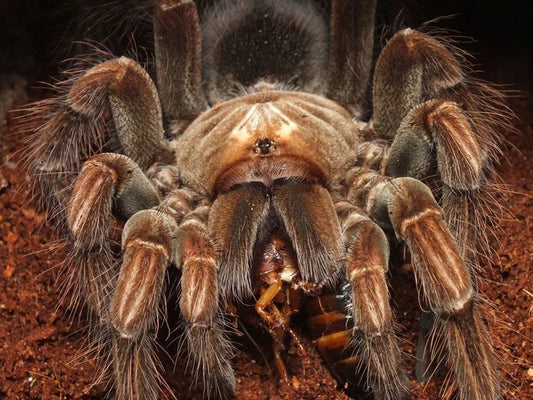 Pamphobeteus sp. ''Mascara''♀️ Femmina - su ordinazione