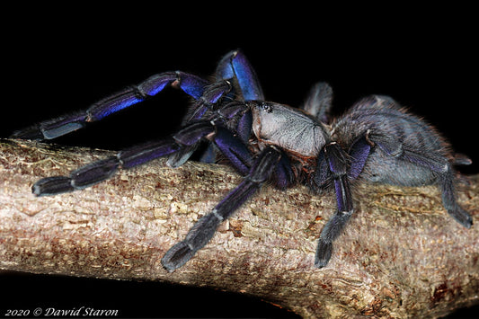 Ornithoctoninae sp. ''Phan Cay'' 1fh - su ordinazione
