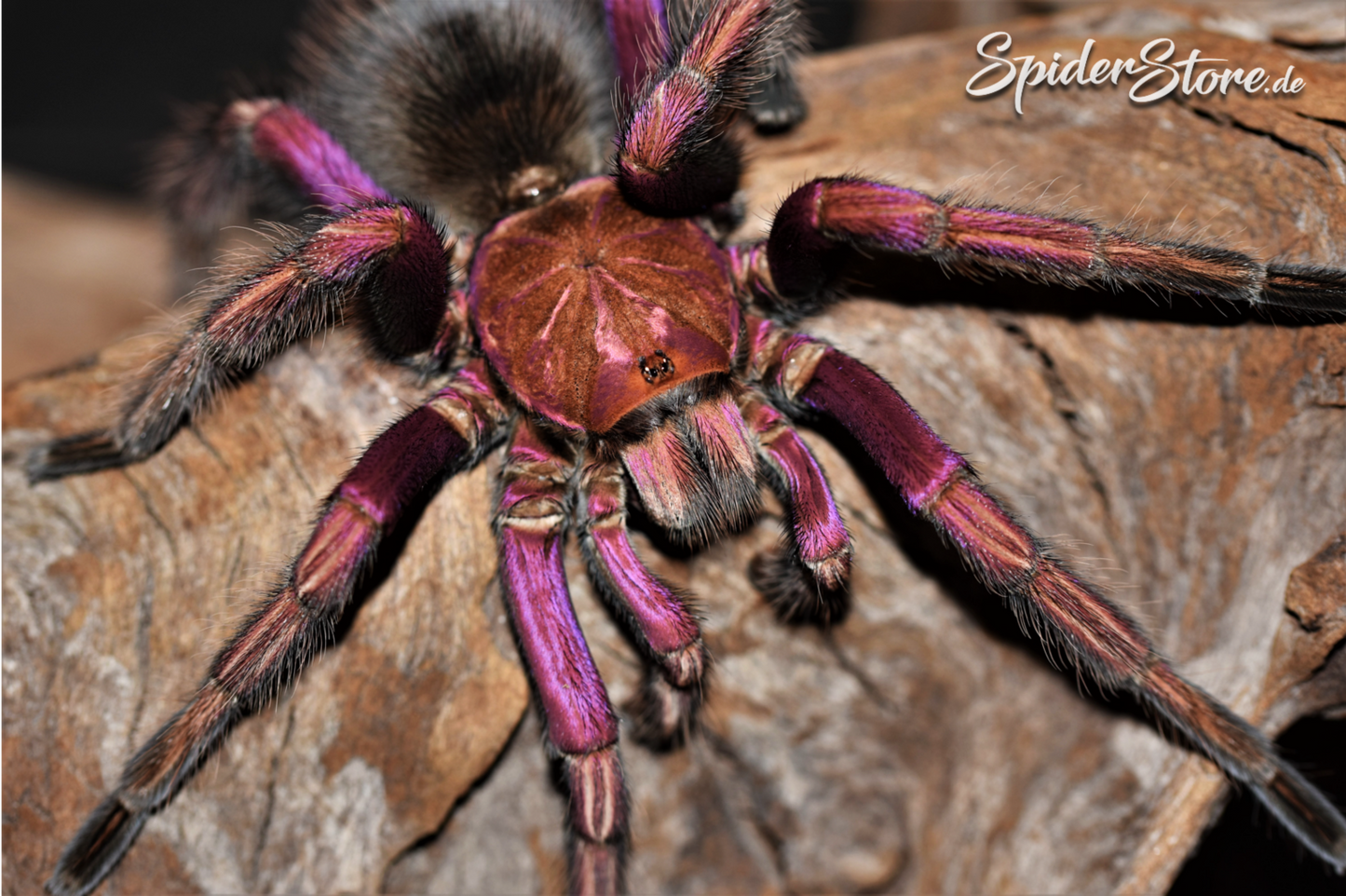 Pamphobeteus sp. ''Mascara'' 1fh - su ordinazione