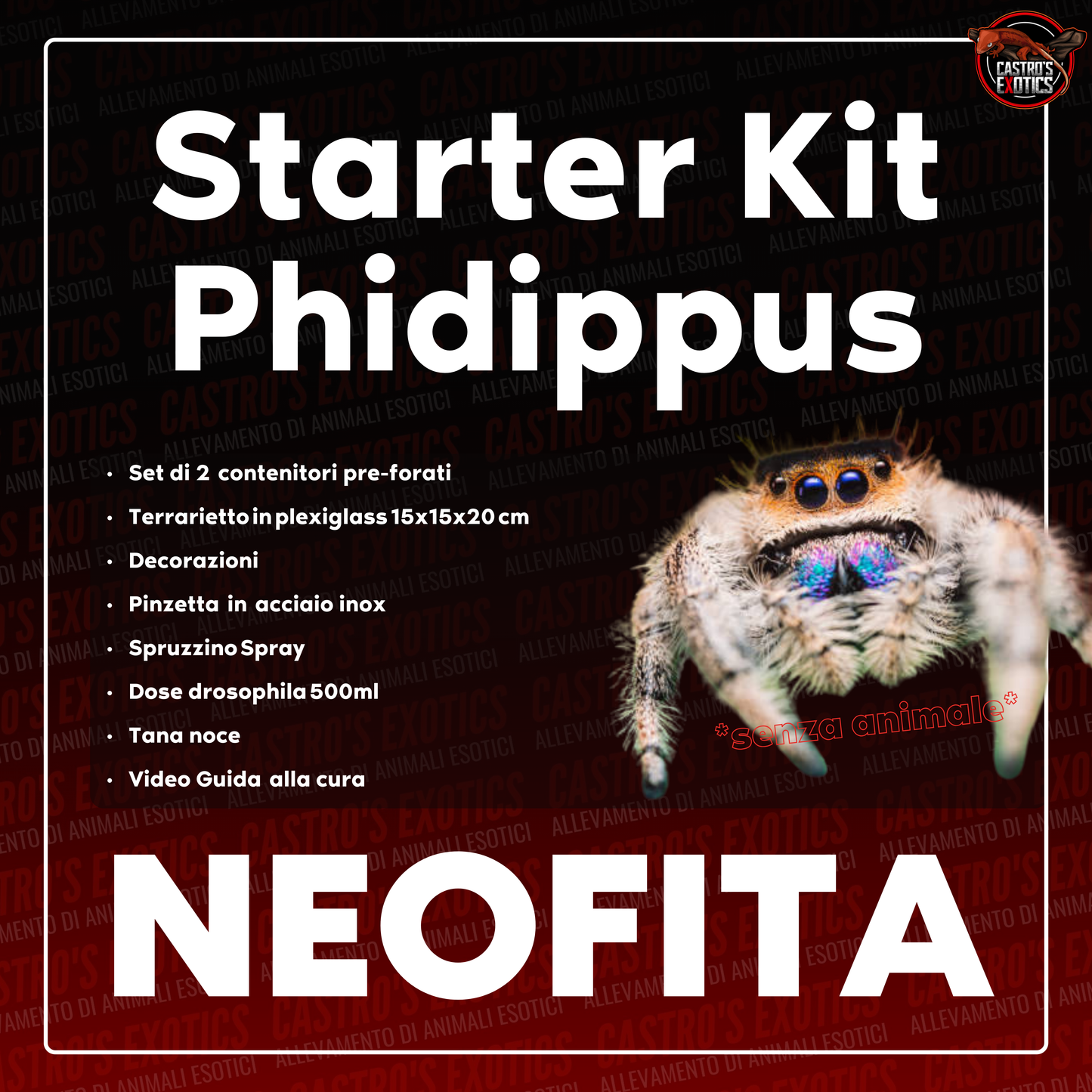 STARTER KIT PHIDIPPUS (IN ARRIVO)