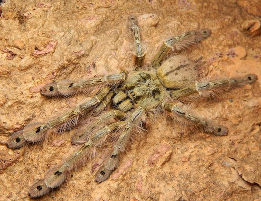 Stromatopelma calceatum 1fh - su ordinazione
