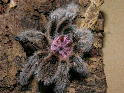 Grammostola rosea 1fh - su ordinazione