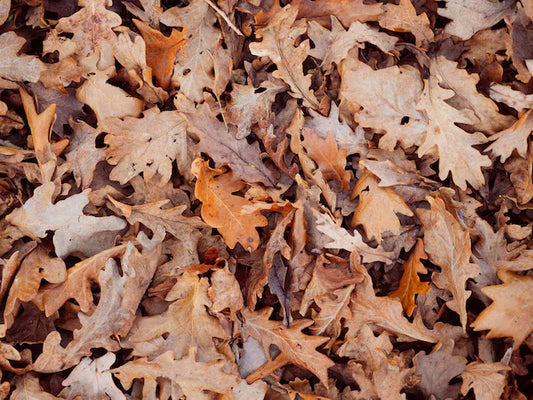 Foglie secche di Quercia 4L